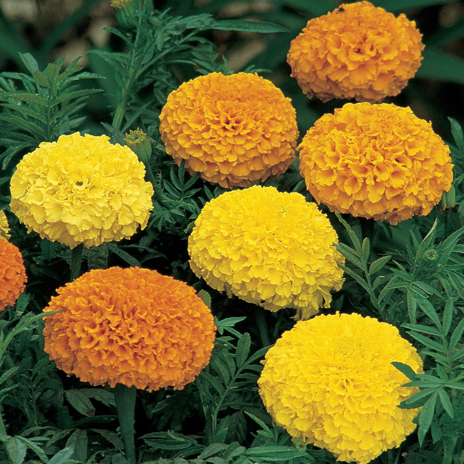 Climax Mixed Colors Marigold