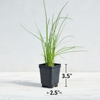Dolores Chives
