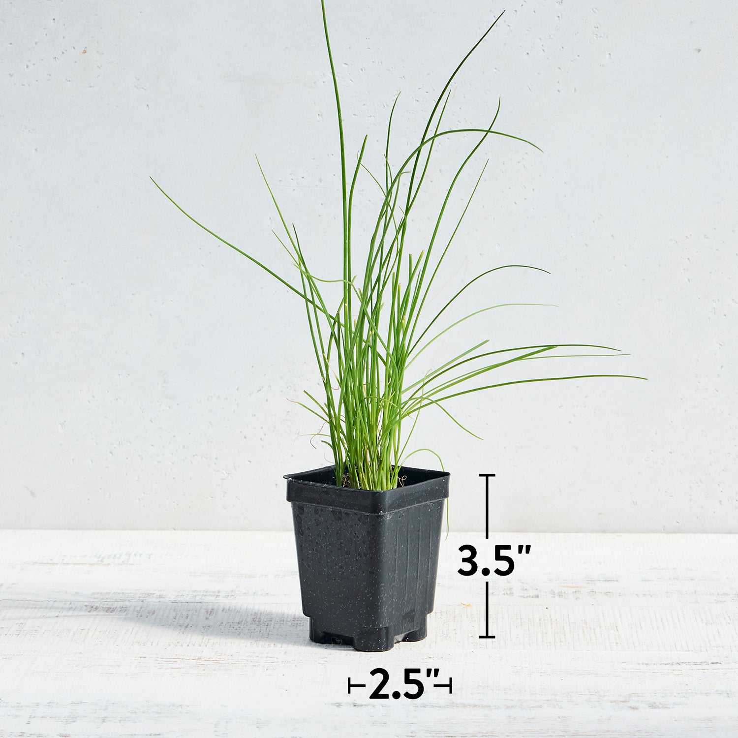 Dolores Chives