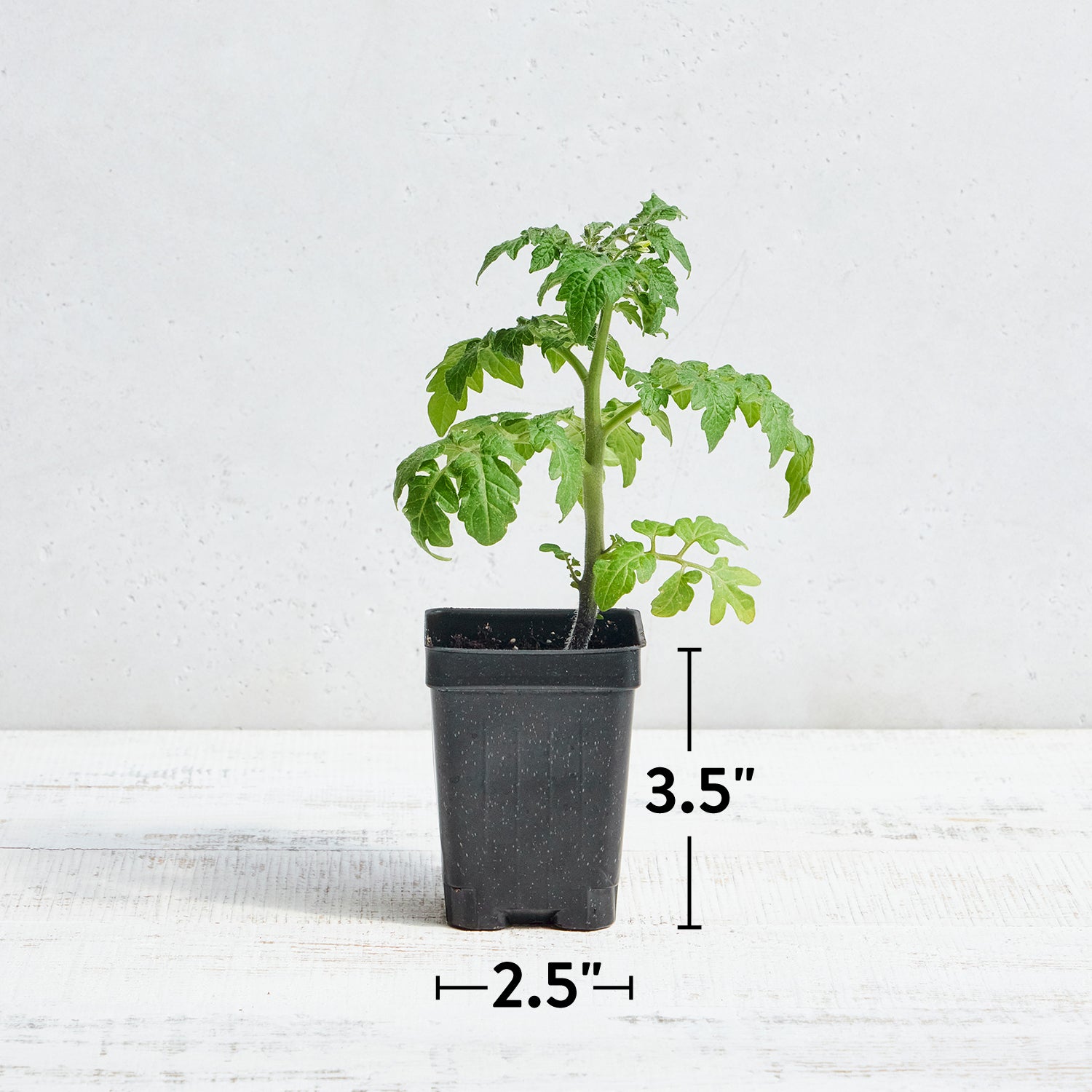 Veranda Red Tomato