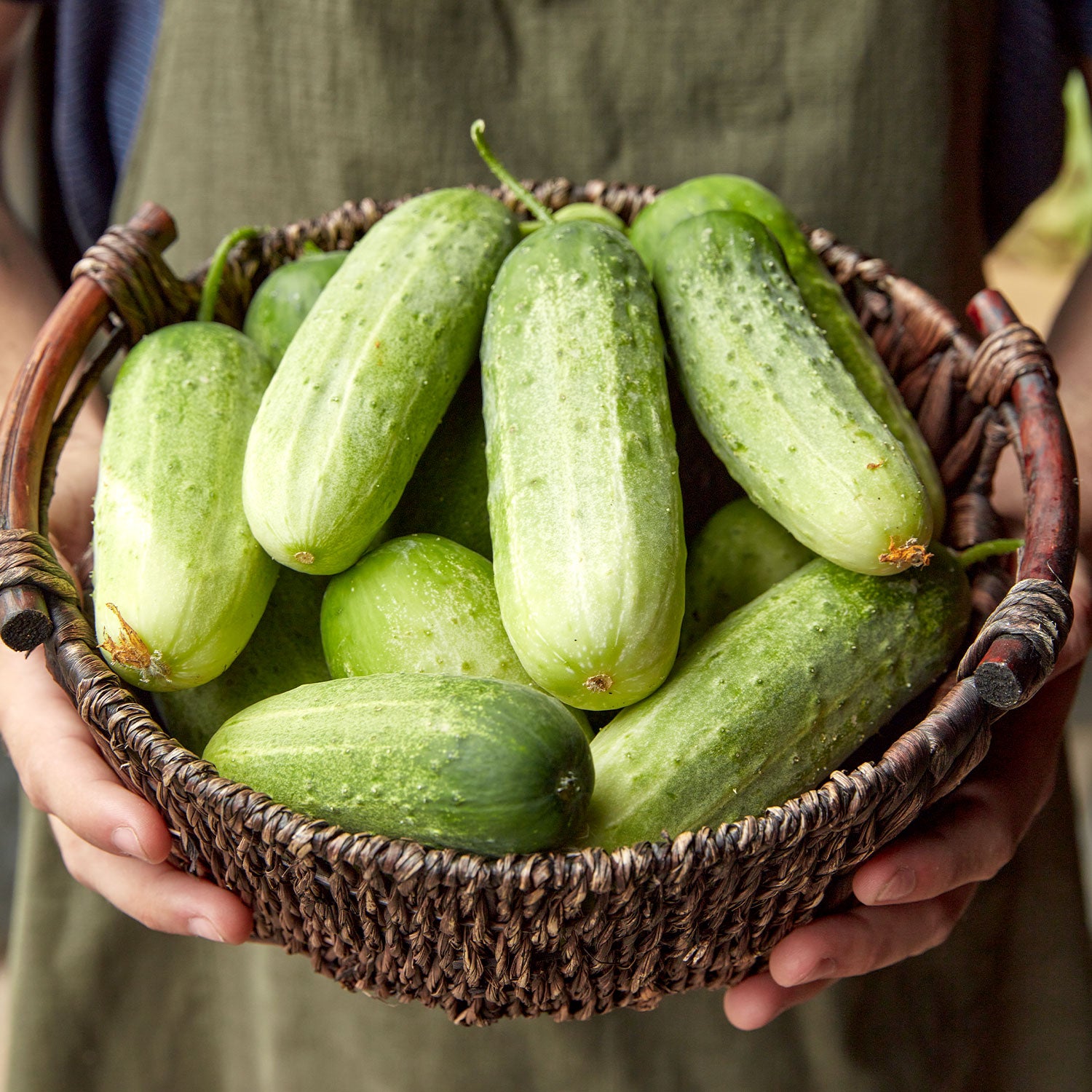 Pick a Bushel Cucumber