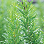Tuscan Blue Rosemary