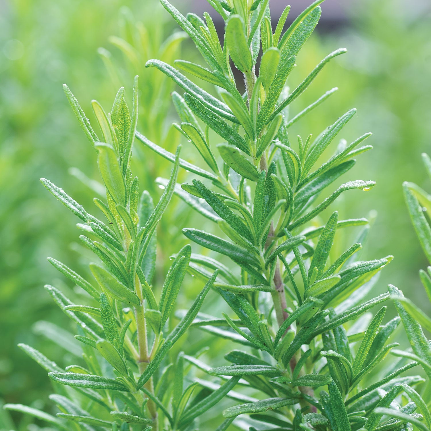Tuscan Blue Rosemary