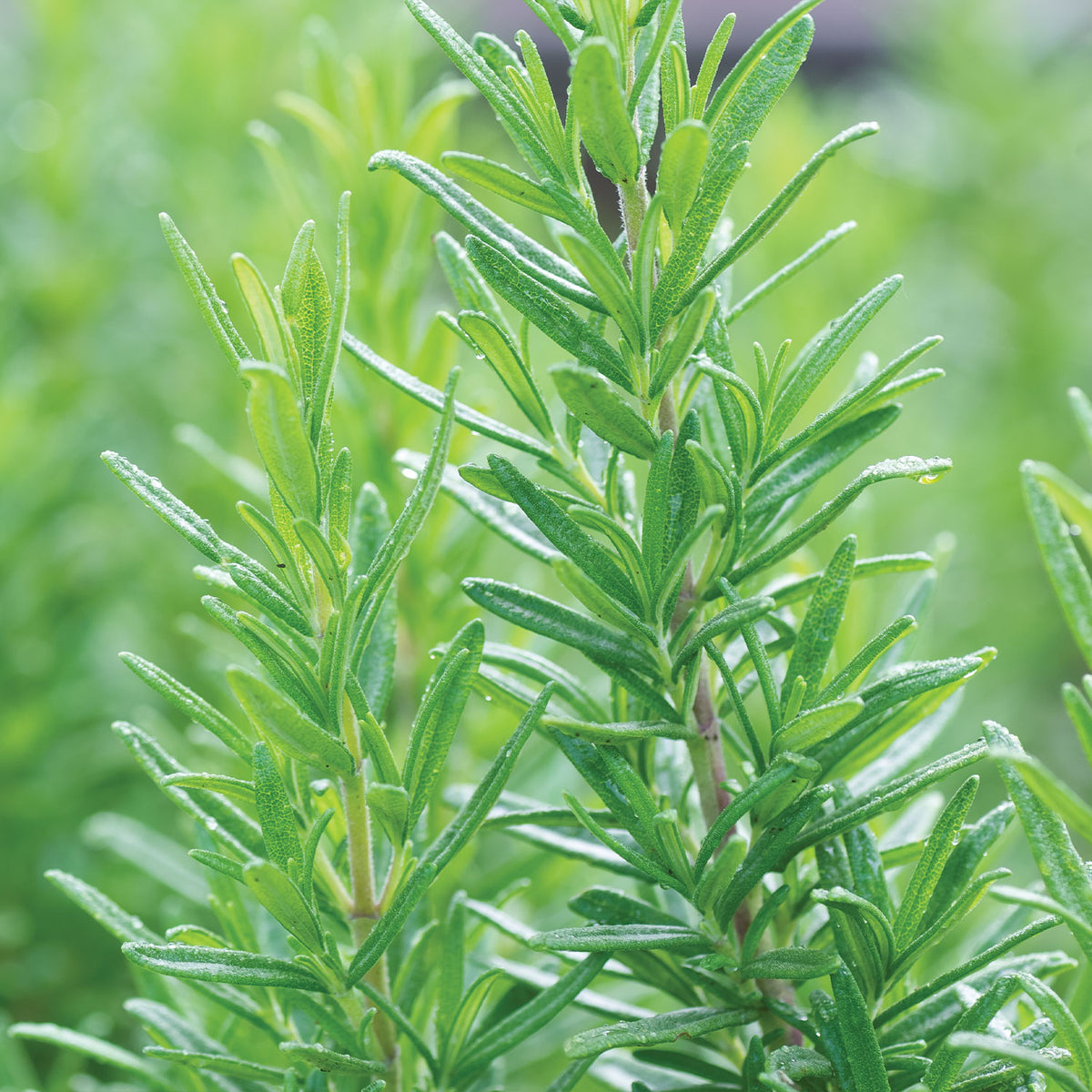 Tuscan Blue Rosemary