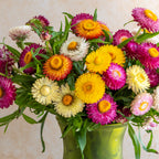 Tom Thumb Mixed Colors Strawflower Seeds