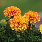 Strawberry Blonde Marigold