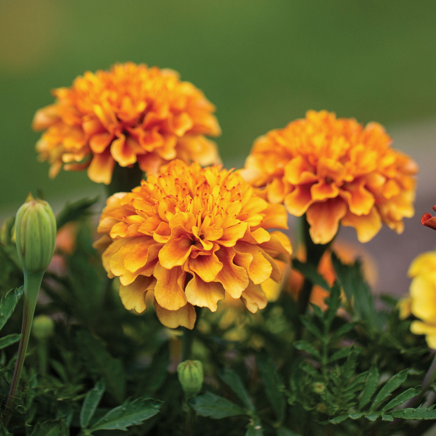 Strawberry Blonde Marigold