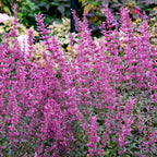 Royal Raspberry Agastache