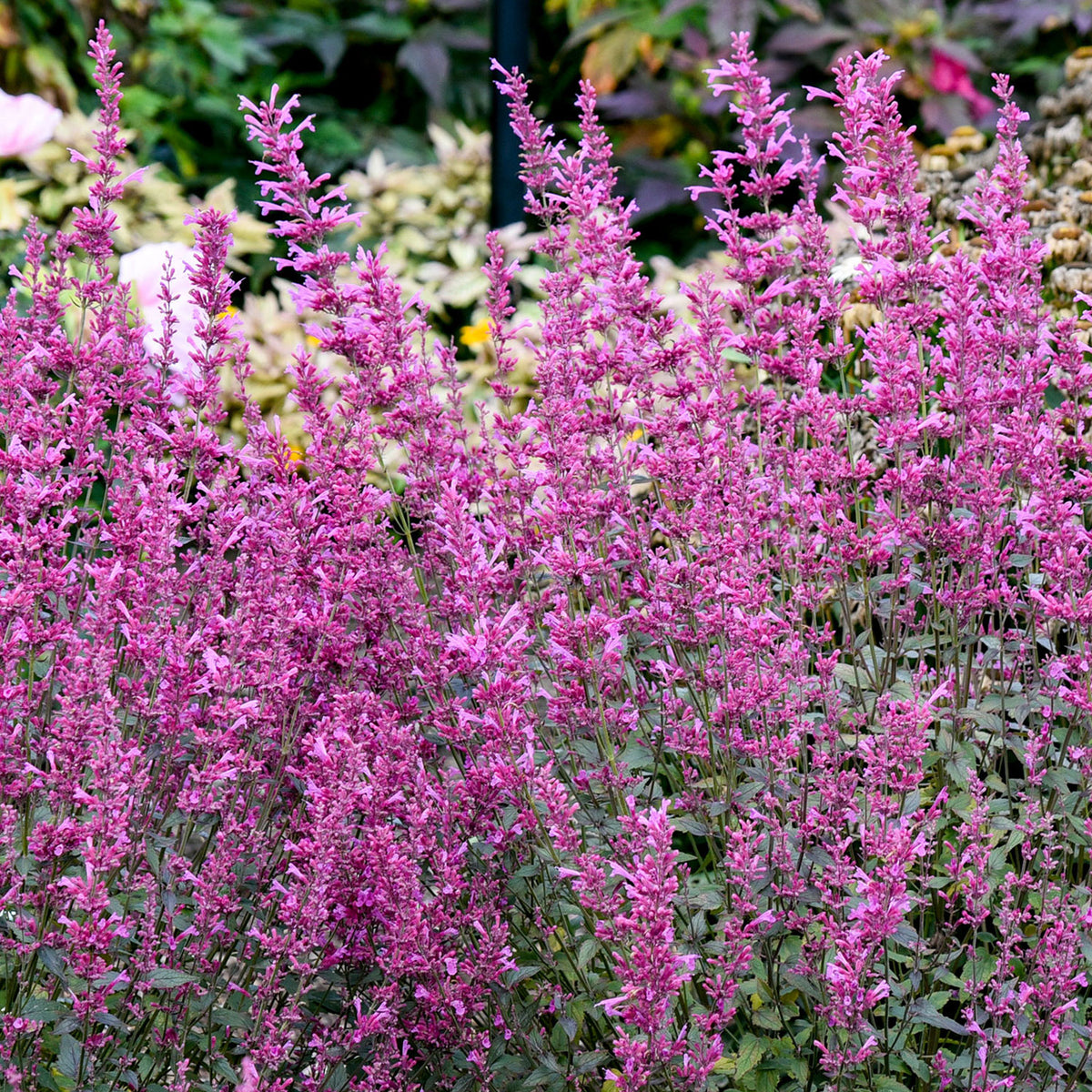 Royal Raspberry Agastache