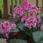 Miss Piggy Bergenia