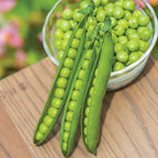 First 13 Pea