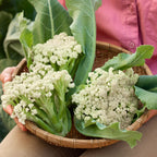 Fioretto 60 Cauliflower