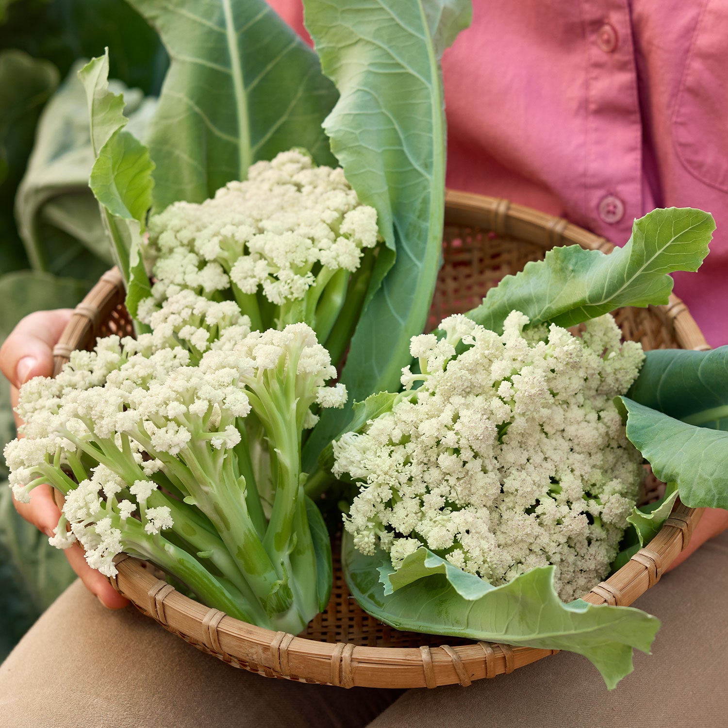 Fioretto 60 Cauliflower