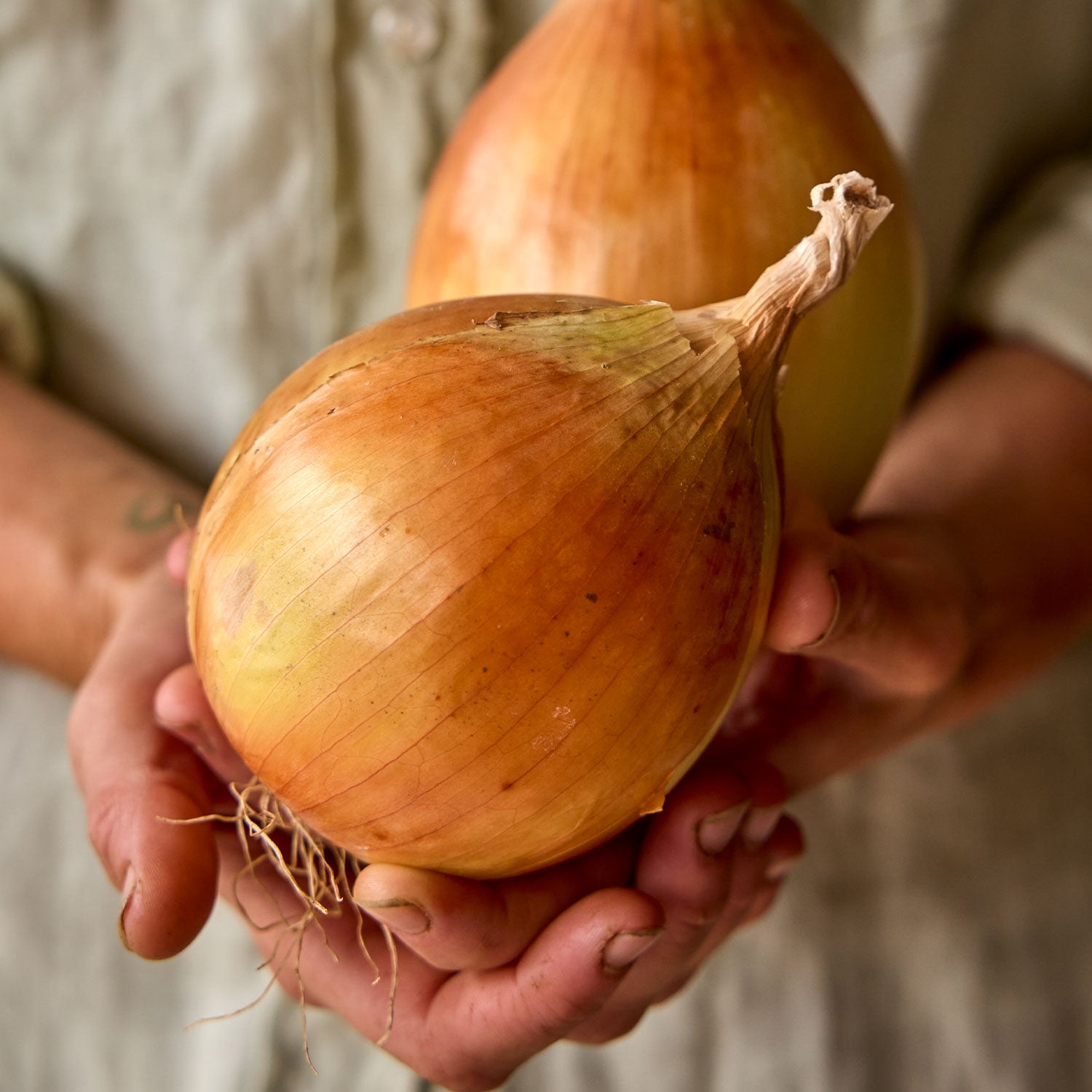 Big Daddy Onion