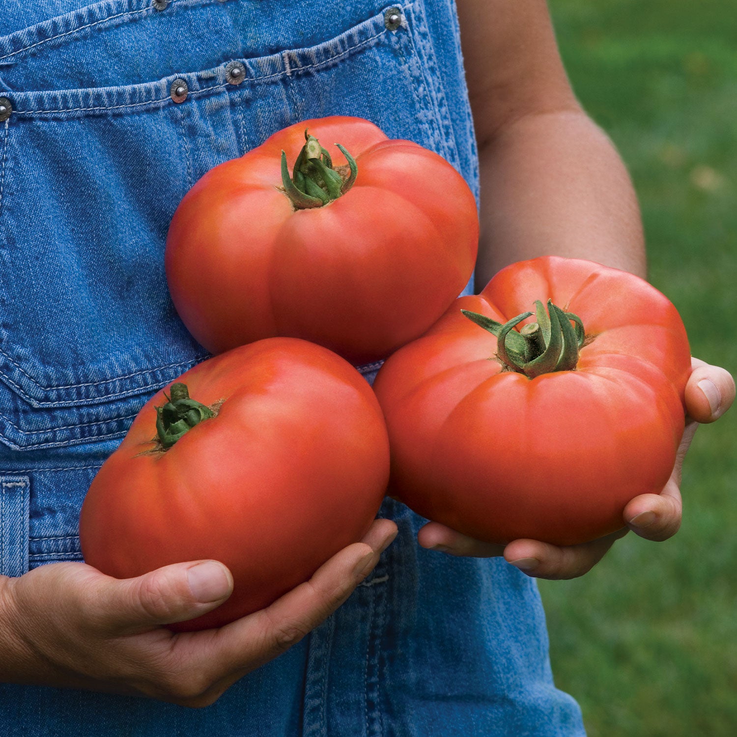 Porterhouse Tomato