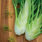Florence Fennel