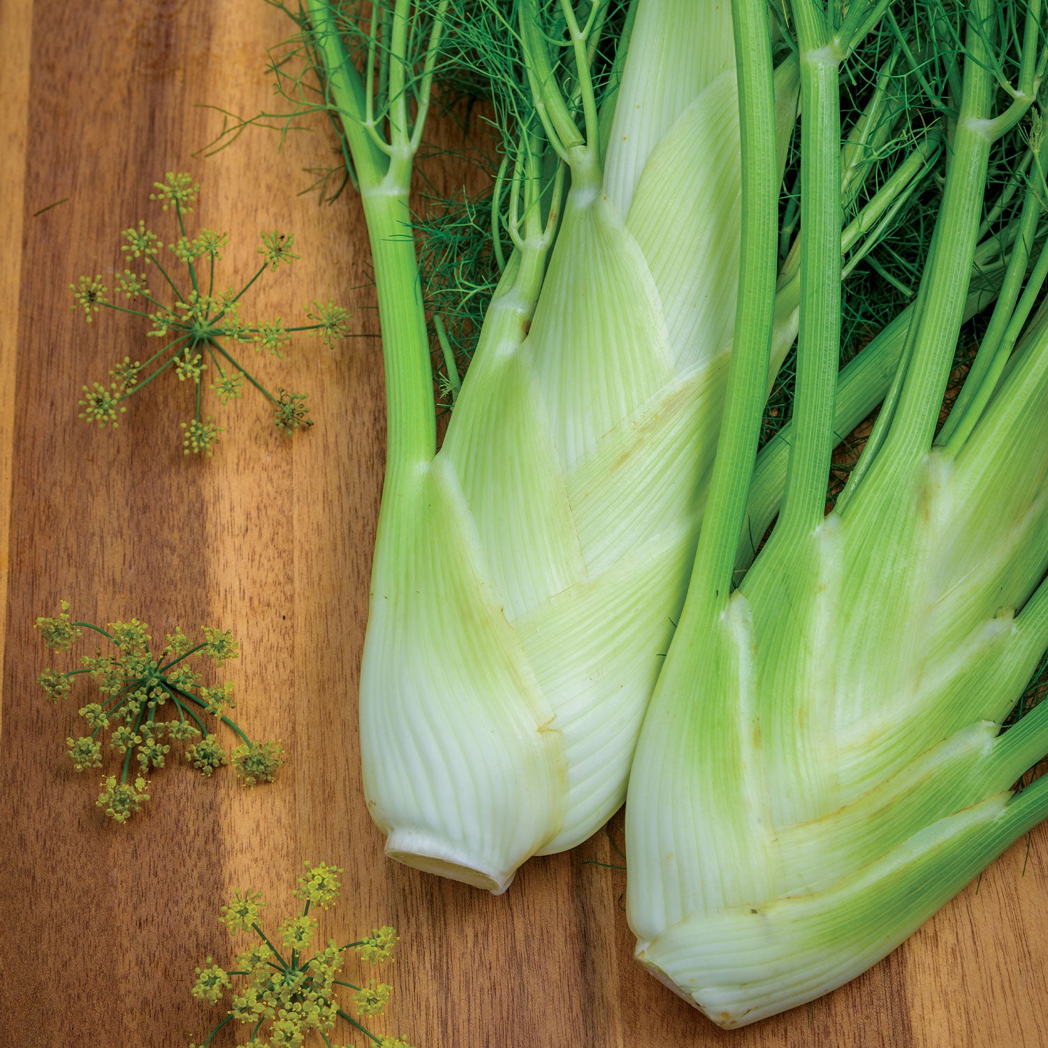 Florence Fennel