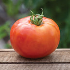 BushSteak Tomato