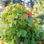 Scarlet Runner Pole Bean