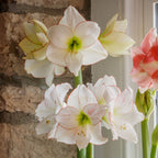 Picotee Amaryllis Bulb
