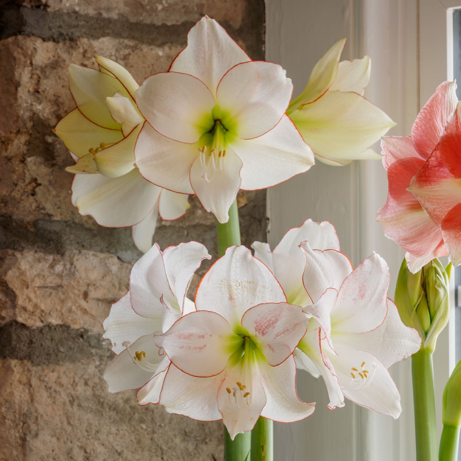 Picotee Amaryllis Bulb