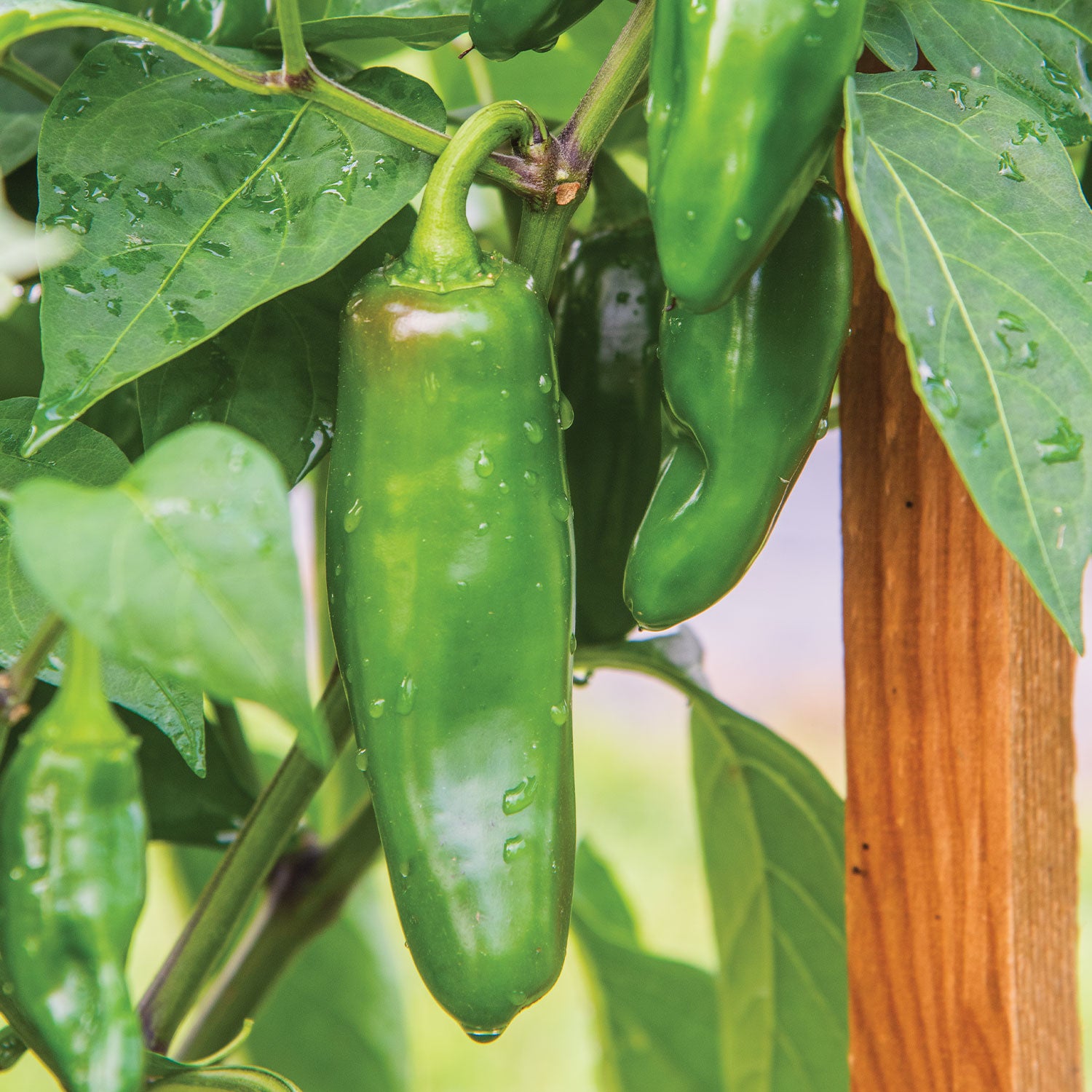 Big Guy Hot Jalapeno Pepper