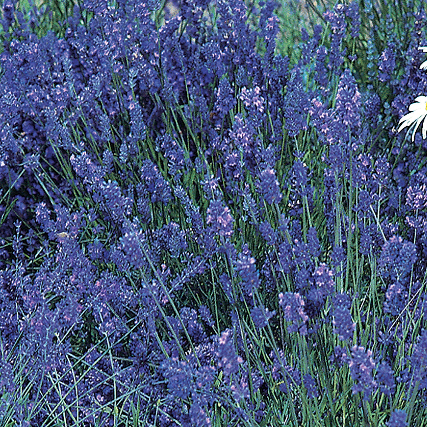 English Lavender
