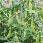Sugar Flash Pea