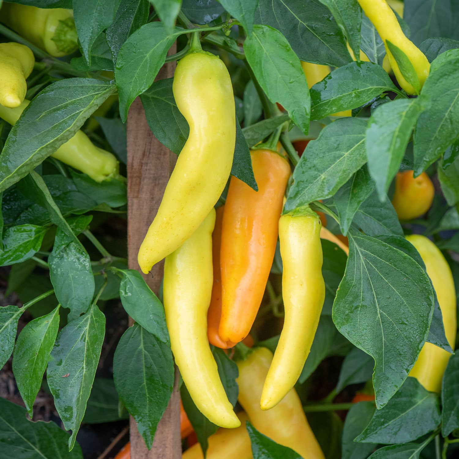 Hungarian Wax Hot Pepper