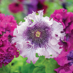 Spellbound White Blush Petunia