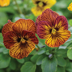 Tiger Eye Mix Viola