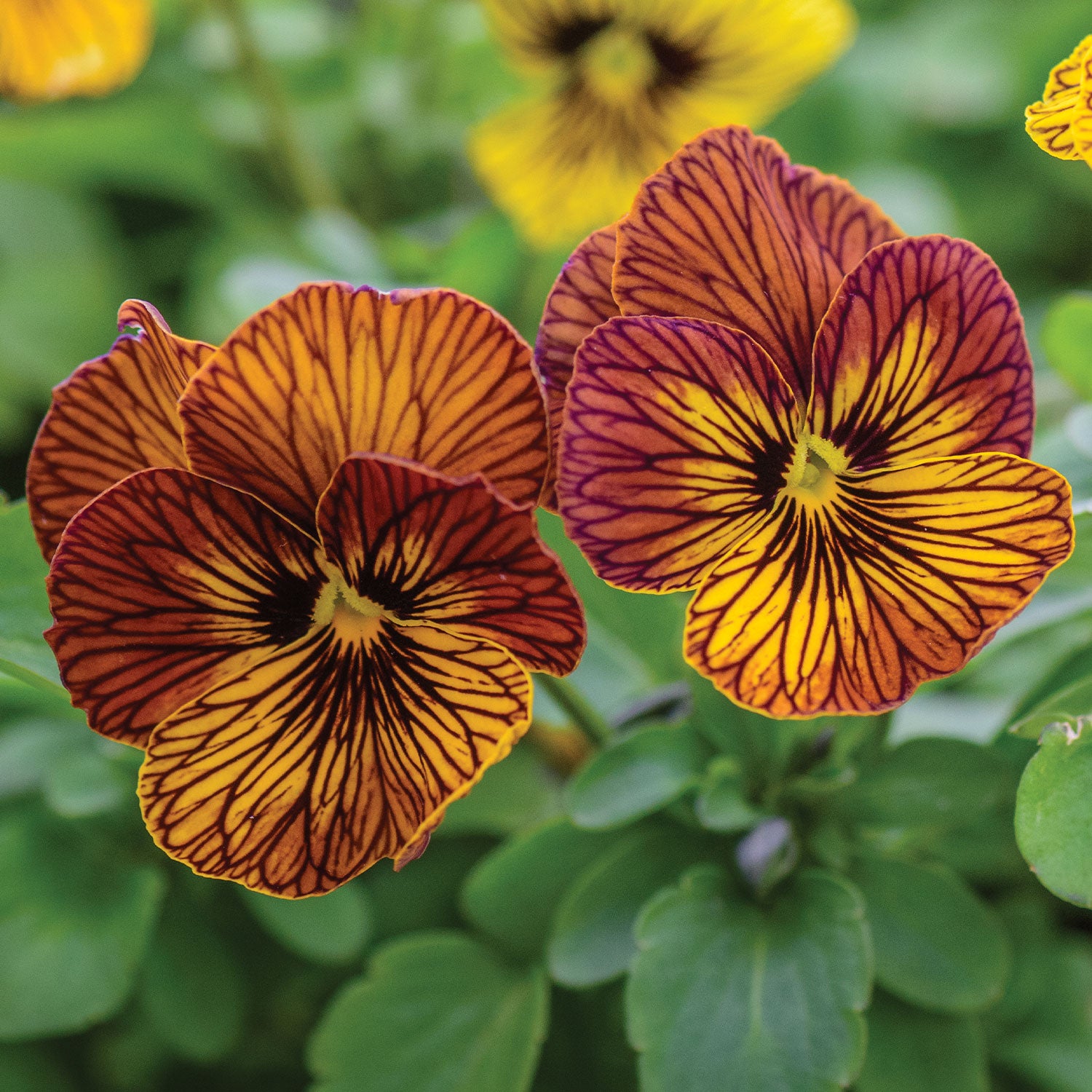 Tiger Eye Mix Viola