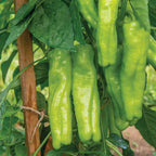 Long Tall Sally Sweet Pepper