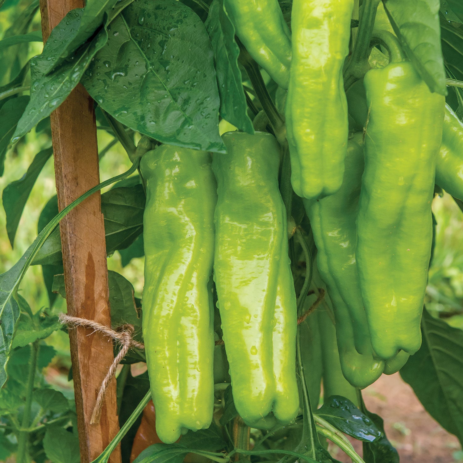 Long Tall Sally Sweet Pepper