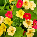 Sweethearts Mix Nasturtium