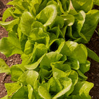 Burpee Bibb Lettuce