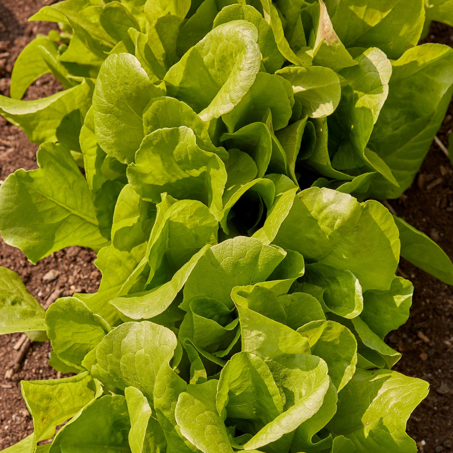 Burpee Bibb Lettuce