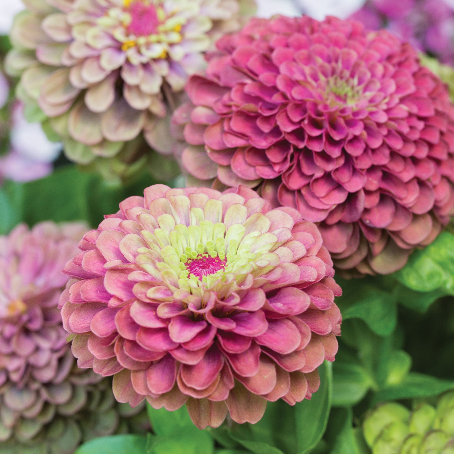 Queeny Red Lime Zinnia