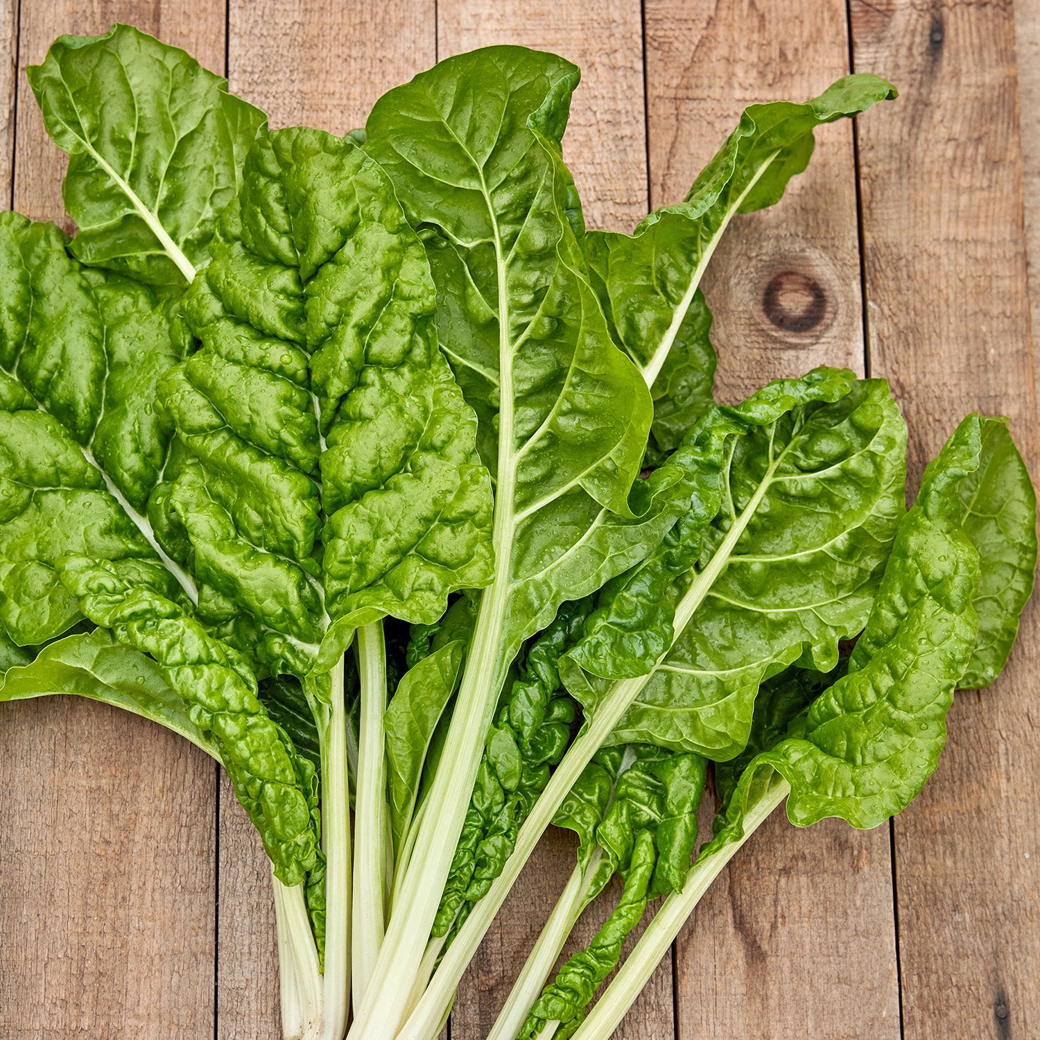 Fordhook® Giant Swiss Chard