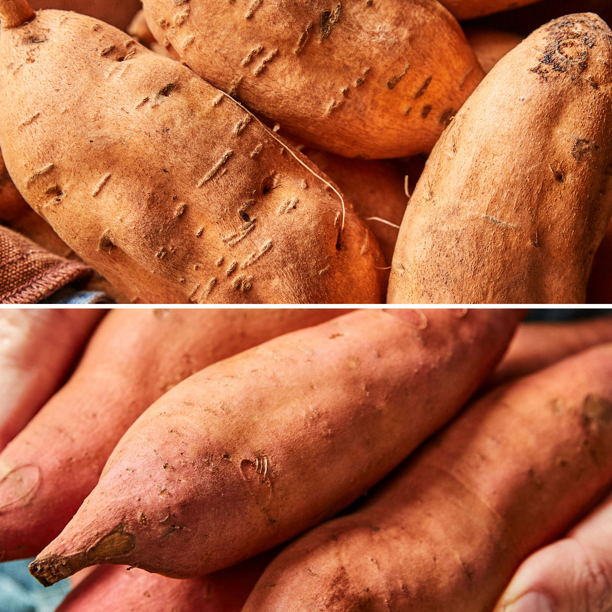 Sweet Potato Collection