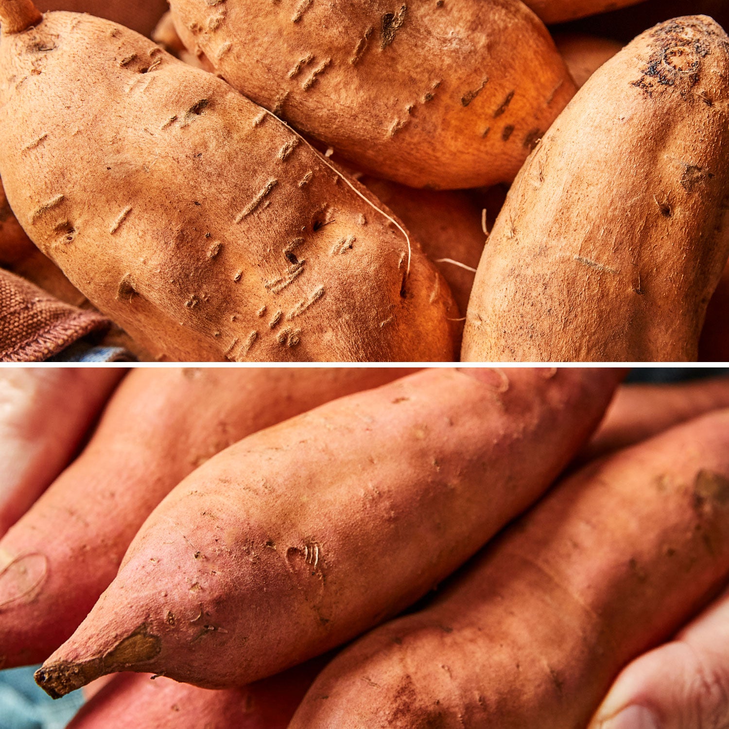 Sweet Potato Collection