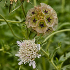 Paper Moon Scabiosa