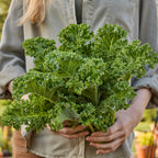 Kaleidoscope Kale
