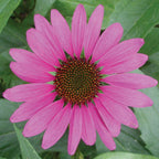 Magnus Echinacea