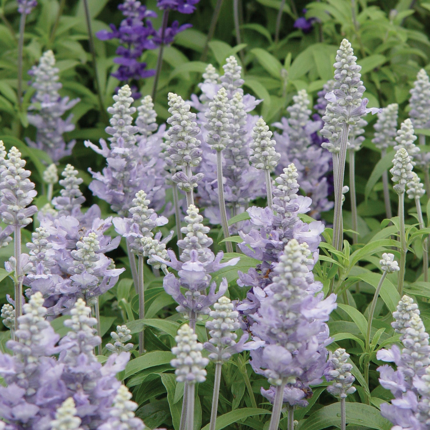 Cathedral™ Sky Blue Salvia