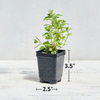 Pineapple Mint