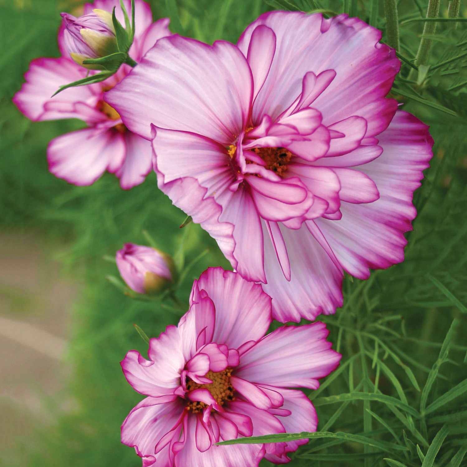 Double Take Cosmos