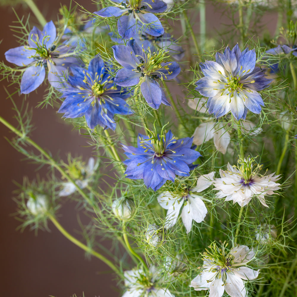 Miss Jekyll Mixed Colors Nigella