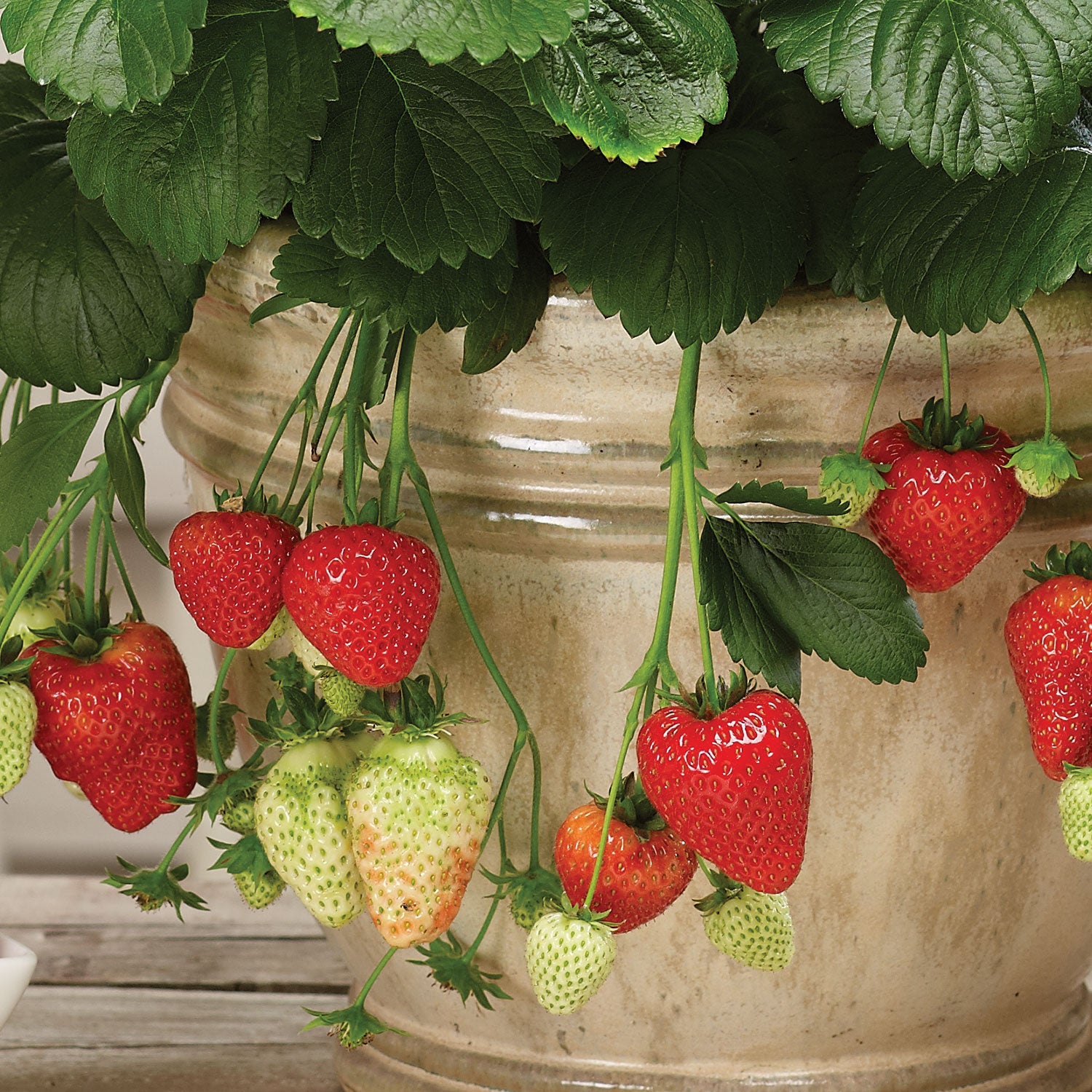 Montana Strawberry