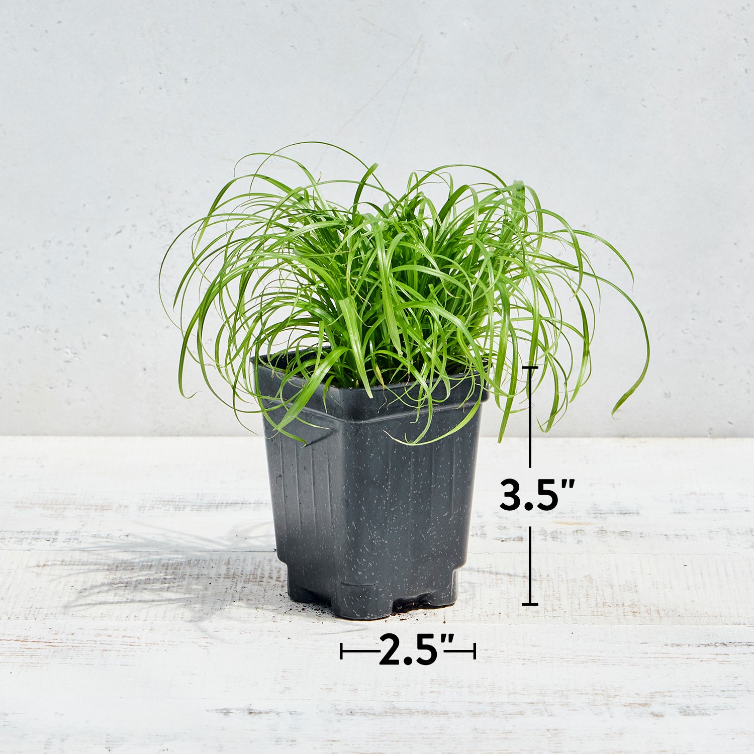Zumula Cat Grass